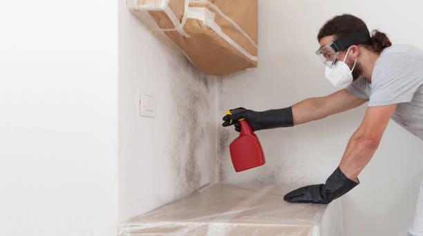 Professional Mold Cleanup technician working in Fremont, MI
