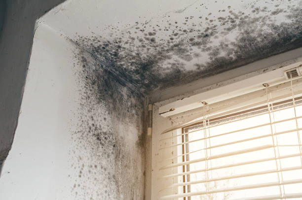 Affordable Mold Cleanup solutions in Fremont, MI